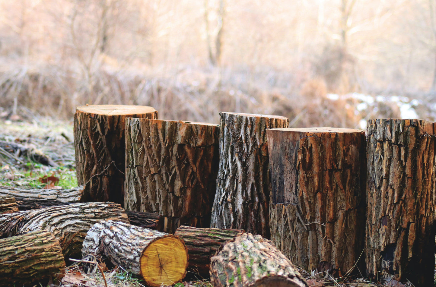 EARTHY and WOODSY SCENTED Hand Sanitizers